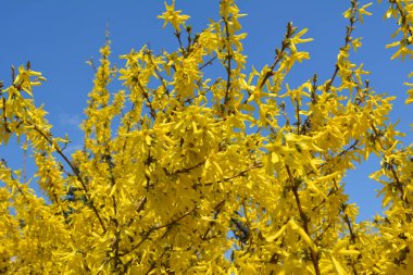 Forsythia çalıları doğada ilkbaharda çiçek açar.. 