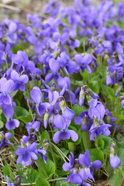 Весной Диком Лесу Растет Фиолетовый Viola Odorata — стоковое фото