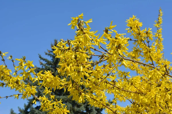 Forsythia Arbusto Floresce Primavera Natureza — Fotografia de Stock