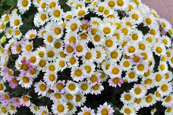 Flores Crisântemo Florescem Jardim Outono — Fotografia de Stock