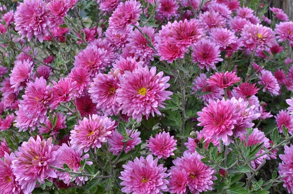 stock image Chrysanthemum flowers bloom in the autumn garden