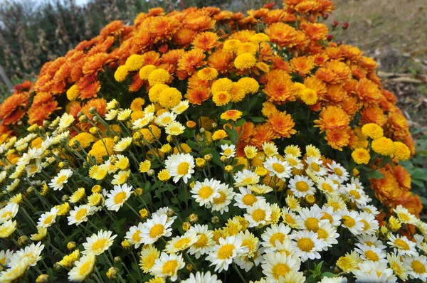 Цветы Хризантемы Расцветают Осеннем Саду — стоковое фото