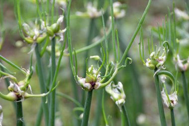 Bahçede çok katmanlı soğan yetişiyor.