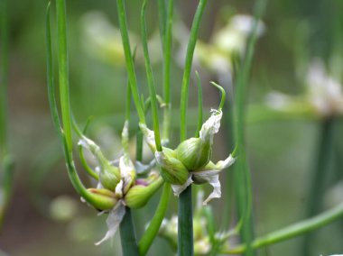 Bahçede çok katmanlı soğan yetişiyor.