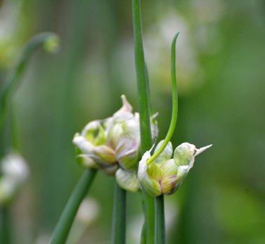 Bahçede çok katmanlı soğan yetişiyor.
