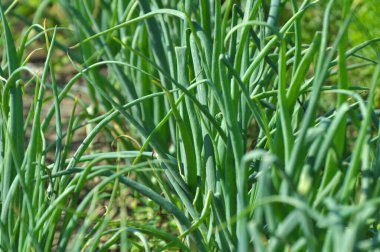 Genç yeşil soğanlar baharda bahçede yetişir.