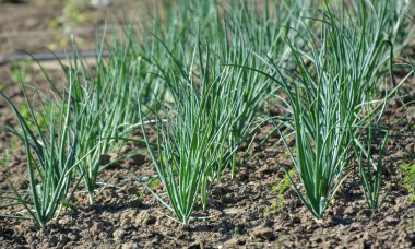 Genç yeşil soğanlar baharda bahçede yetişir.