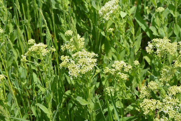 Lepidium Draba Grows Grasses Wild — Stock Photo, Image