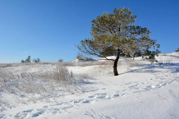 Paysage Hivernal Avec Neige Arbres Givre — Photo