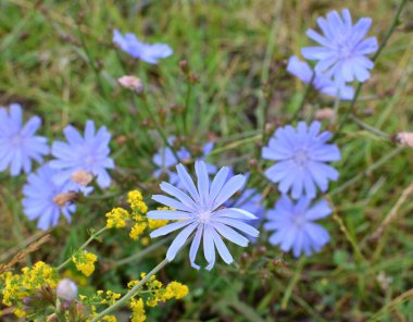 Chicory (Cichorium intybus) yazın vahşi doğada çiçek açar