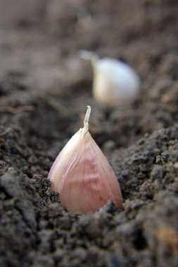 Sarımsak tohumlarından bir karanfil sarmadan önce toprağın içinde yatıyor.