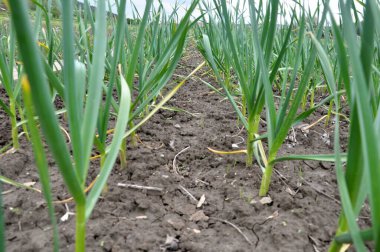 Tarlada organik topraklarda sarımsak yetişiyor.