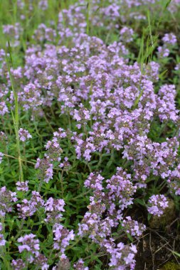 Kekik (Thymus serpilllum) yazın vahşi doğada açar.