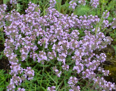 Kekik (Thymus serpilllum) yazın vahşi doğada açar.