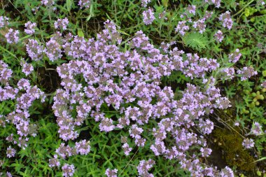 Kekik (Thymus serpilllum) yazın vahşi doğada açar.