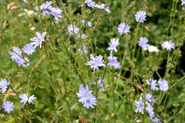 Nyáron Virágzik Cikória Cichorium Intybus Vadonban — Stock Fotó