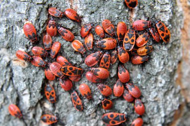 Pyrrhocoris apterus kolonisi vahşi doğada bir ağaç gövdesinde.