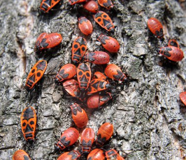 Pyrrhocoris apterus kolonisi vahşi doğada bir ağaç gövdesinde.