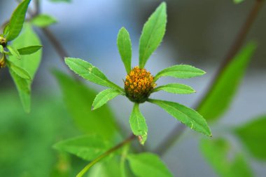 Vahşi doğada çimler büyür.