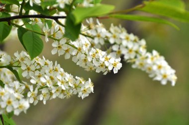 İlkbaharda, kuşkiraz ağacı (Prunus padus) doğada büyür ve çiçek açar.