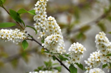 İlkbaharda, kuşkiraz ağacı (Prunus padus) doğada büyür ve çiçek açar.