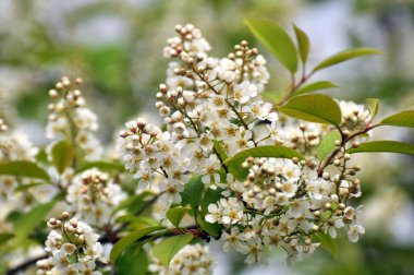 İlkbaharda, kuşkiraz ağacı (Prunus padus) doğada büyür ve çiçek açar.