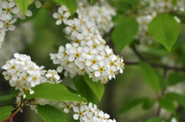İlkbaharda, kuşkiraz ağacı (Prunus padus) doğada büyür ve çiçek açar.
