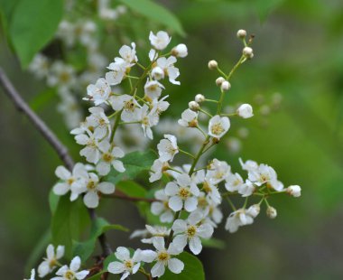 İlkbaharda, kuşkiraz ağacı (Prunus padus) doğada büyür ve çiçek açar.