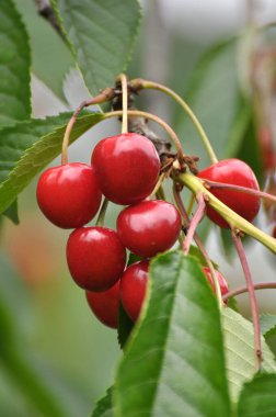 Bir ağaç dalında, olgun kırmızı çilekler tatlı kiraz (Prunus avium)