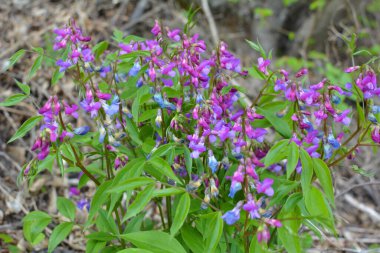 Ormanda ilkbahar çiçek açar Lathyrus vernus