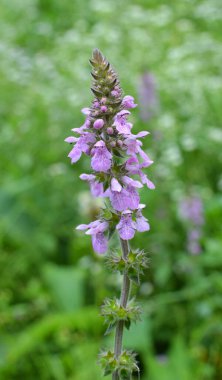 Stachys Palustris yabani otların arasında büyür.