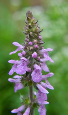 Stachys Palustris yabani otların arasında büyür.