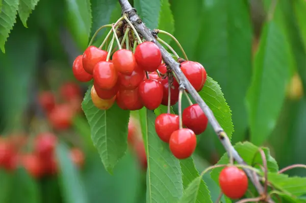 Гілці Дерева Стиглі Червоні Ягоди Солодкої Вишні Prunus Avium — стокове фото
