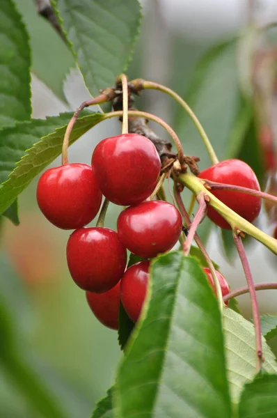 Гілці Дерева Стиглі Червоні Ягоди Солодкої Вишні Prunus Avium — стокове фото