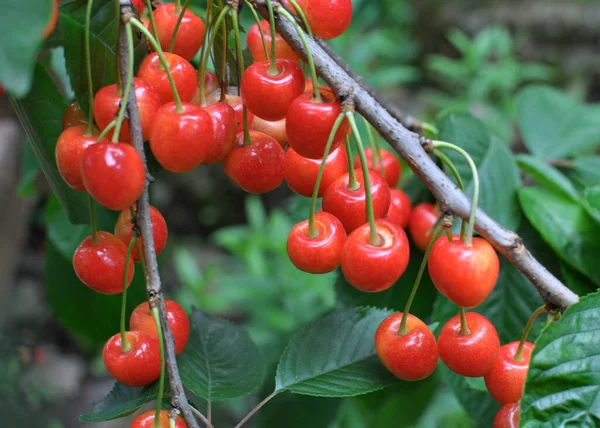 Gałęzi Drzewa Dojrzałe Czerwone Jagody Czereśnia Prunus Avium — Zdjęcie stockowe