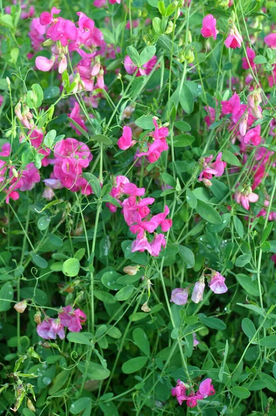 Létě Lathyrus Tuberosus Roste Mezi Travinami Poli — Stock fotografie