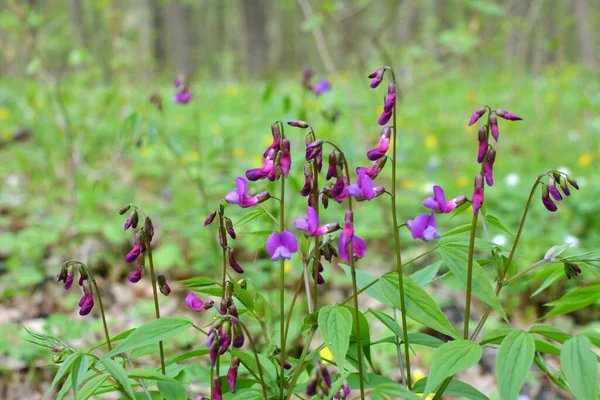 Lente Het Wild Het Bos Bloeit Lathyrus Vernus — Stockfoto