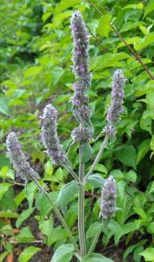 Stachys Germanica yabani otlar arasında yetişir.
