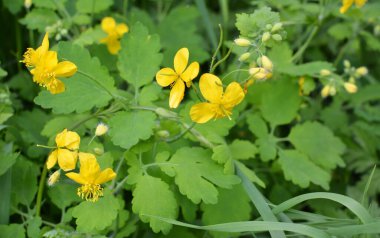Çelidonyum majus yaprakları ve sarı çiçekleri vahşi doğada yetişiyor.
