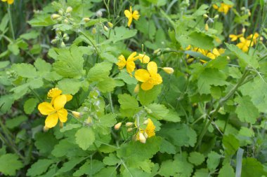 Çelidonyum majus yaprakları ve sarı çiçekleri vahşi doğada yetişiyor.