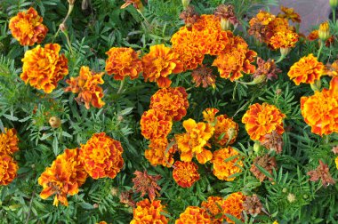 Çiçek tarlasında çalılar çiçek açar (tagetes) - Paskalya ailesinin yıllık bitkisi