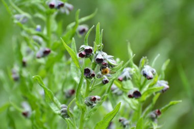 Vahşi doğada, Cynoglossum otlar arasında çiçek açar.