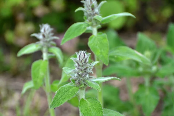 Stachys Germanica Roste Mezi Bylinami Divočině — Stock fotografie