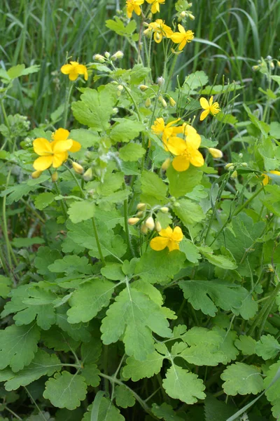 Chelidonium Majus Liśćmi Żółtymi Kwiatami Rosnące Wolności — Zdjęcie stockowe