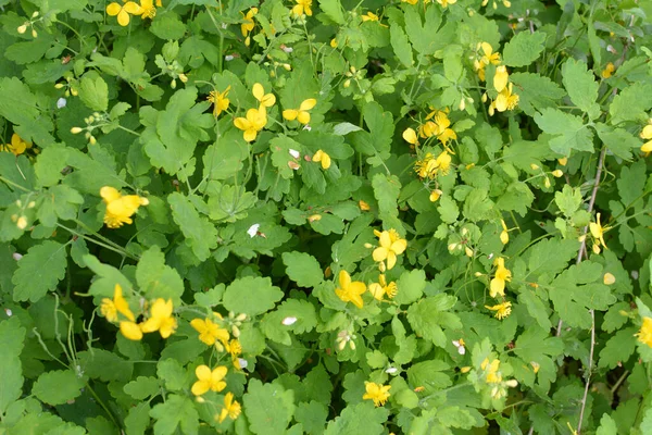 Çelidonyum Majus Yaprakları Sarı Çiçekleri Vahşi Doğada Yetişiyor — Stok fotoğraf