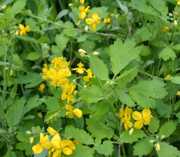 Chelidonium Majus Φύλλα Και Κίτρινα Λουλούδια Που Αναπτύσσονται Στην Άγρια — Φωτογραφία Αρχείου