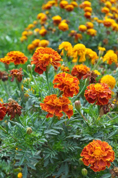 Çiçek tarlasında çalılar çiçek açar (tagetes) - Paskalya ailesinin yıllık bitkisi