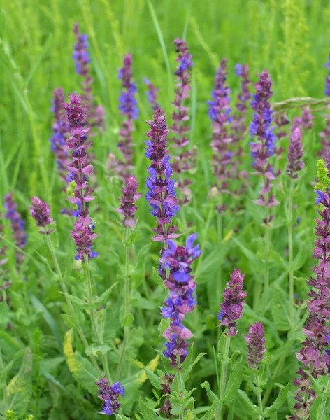 野生草本植物中盛开的夏鼠草 Salvia Pratensis — 图库照片