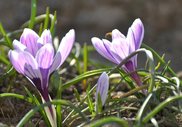 Naturen Blommar Trädgårdskrokus Rabatten Våren — Stockfoto