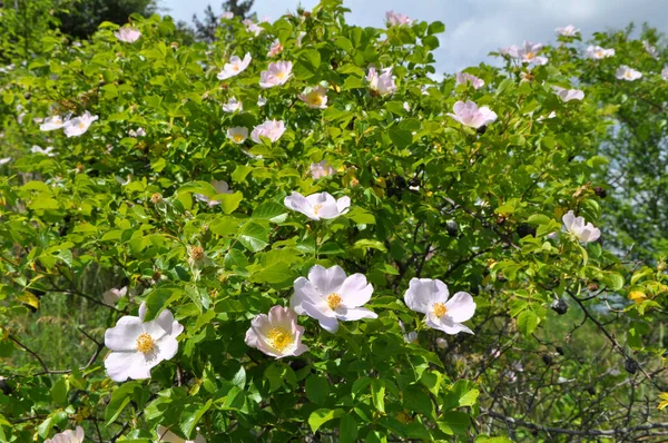 Wiosną Krzew Róży Kwitnie — Zdjęcie stockowe